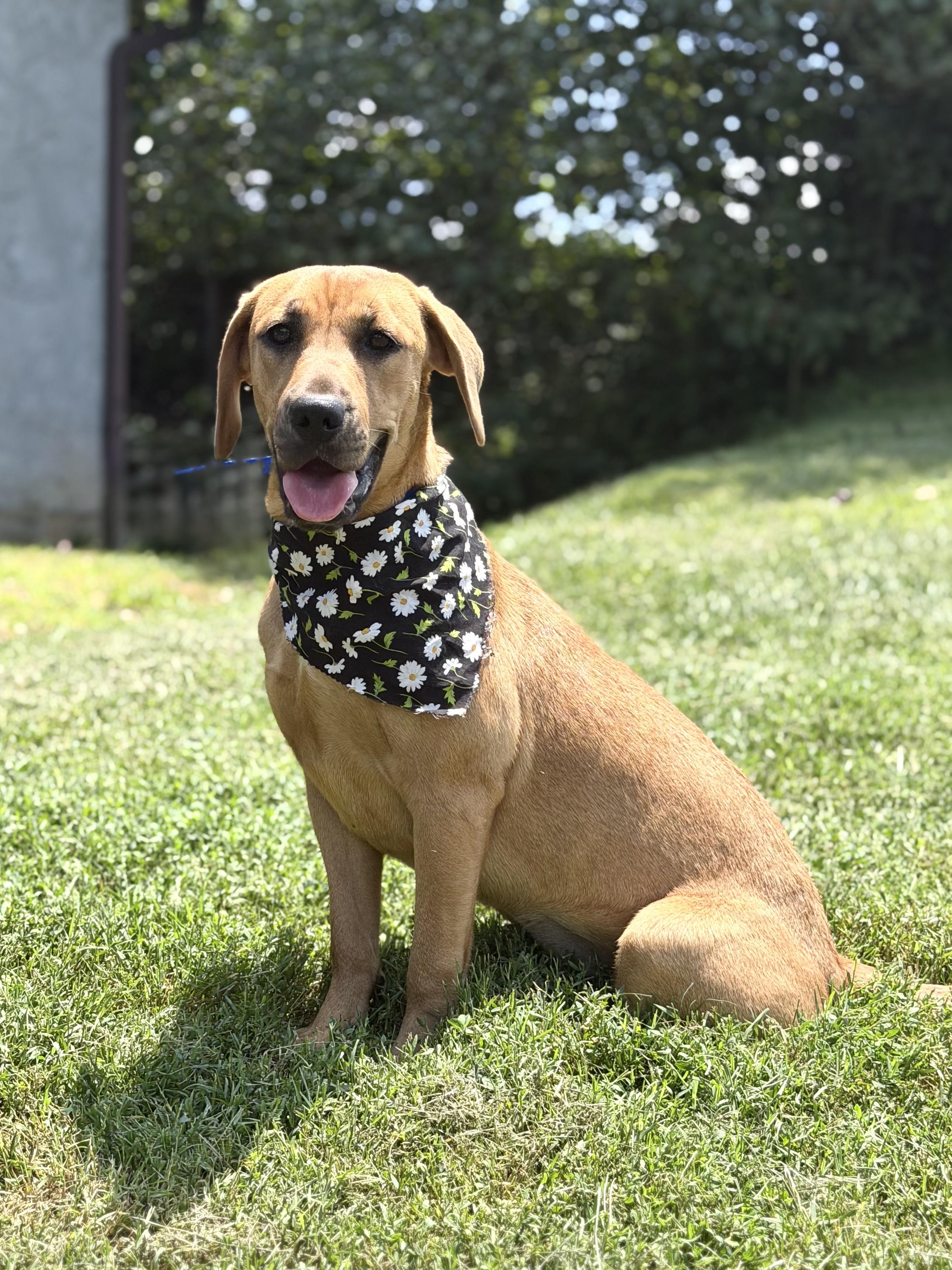 Sparkles, a ADOPTABLE mixed breed in Maryville, TN image 3/6