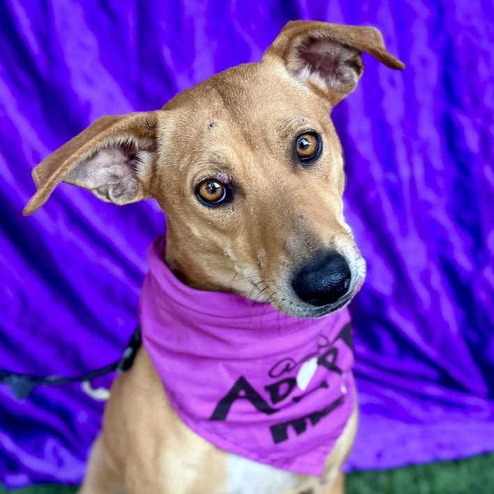 ASPEN, Adoptable, Adult Female Miniature Pinscher & Terrier.