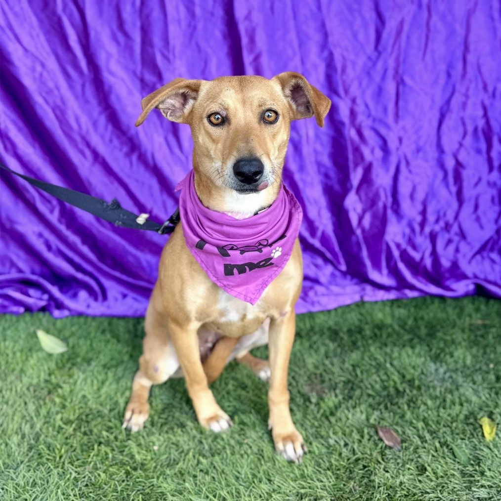 Enlarge ASPEN, a Adoptable mixed breed in Rowland Heights, CA image 3/6