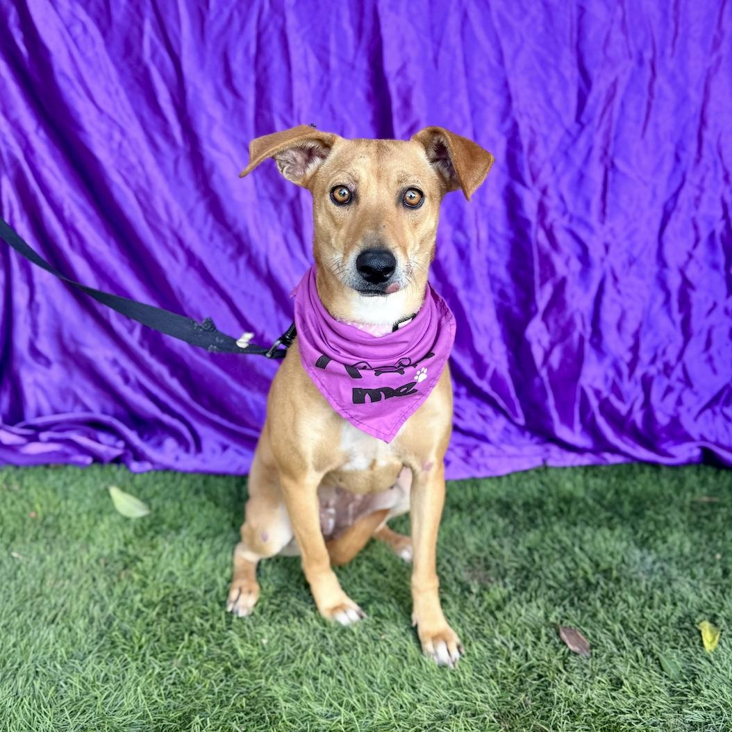 Enlarge ASPEN, a Adoptable mixed breed in Rowland Heights, CA image 5/6