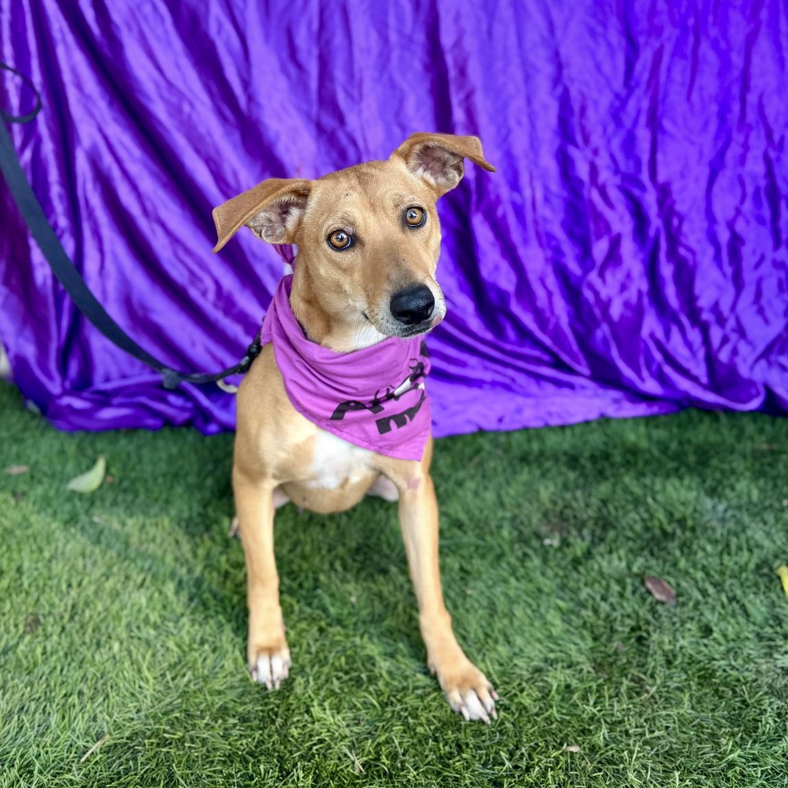 Enlarge ASPEN, a Adoptable mixed breed in Rowland Heights, CA image 6/6