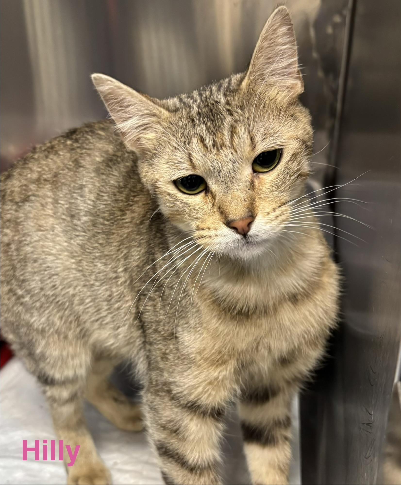 Hilly, ADOPTABLE, Young Female Tabby.