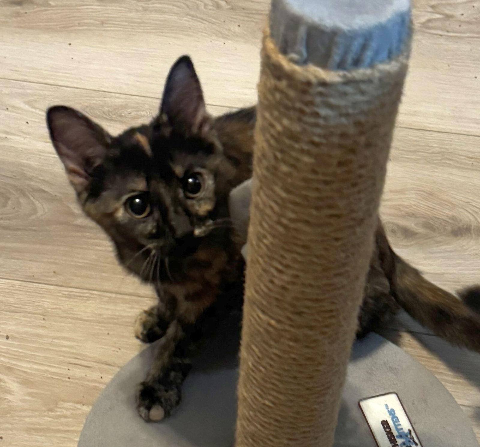 Phoebe, Adopted, Young Female Domestic Short Hair.