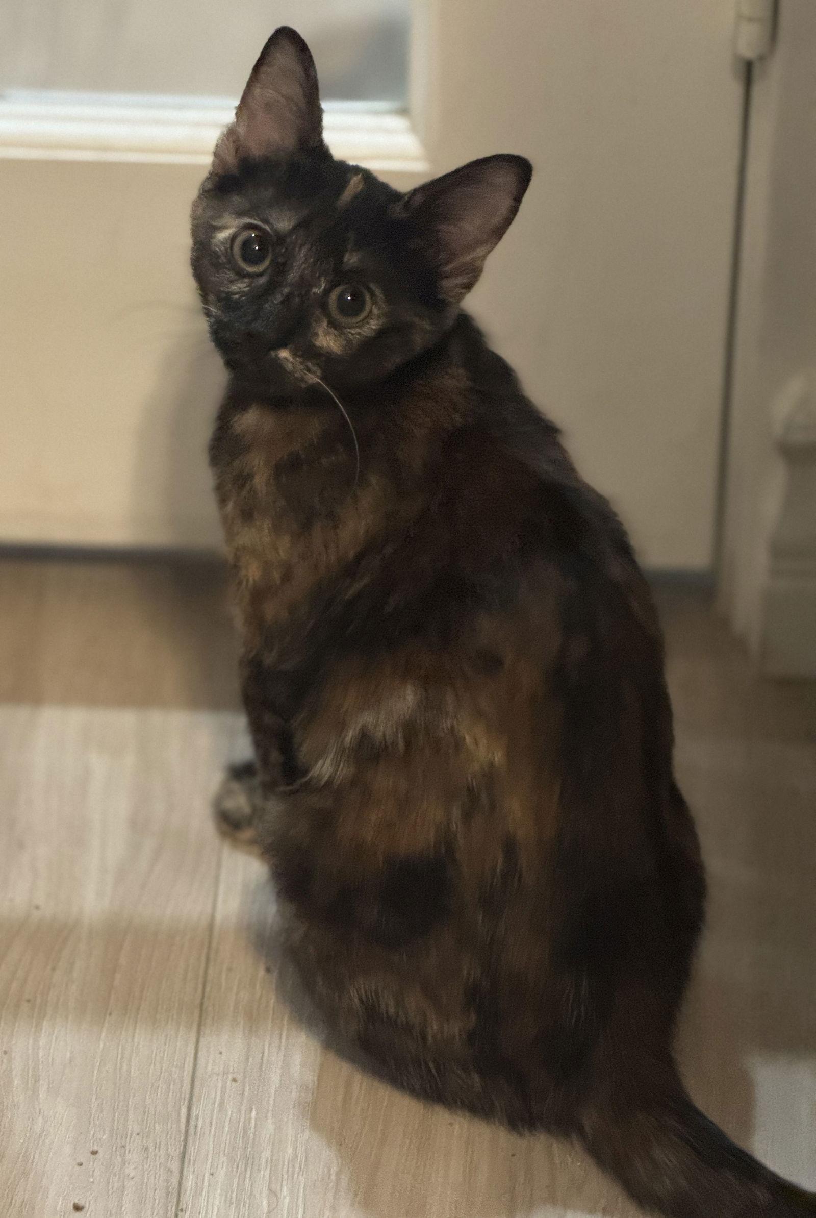 Enlarge Phoebe, a Adopted Domestic Short Hair in Seal Beach, CA image 3/3