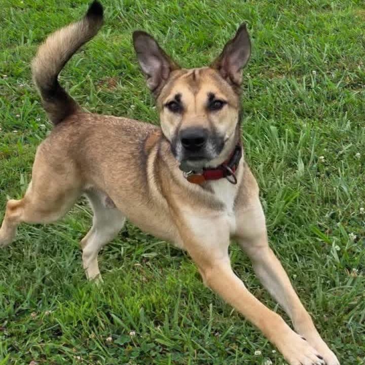 Enlarge Lando, a Adoptable mixed breed in Springfield, MO image 2/6