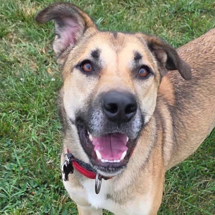 Enlarge Lando, a Adoptable mixed breed in Springfield, MO image 3/6