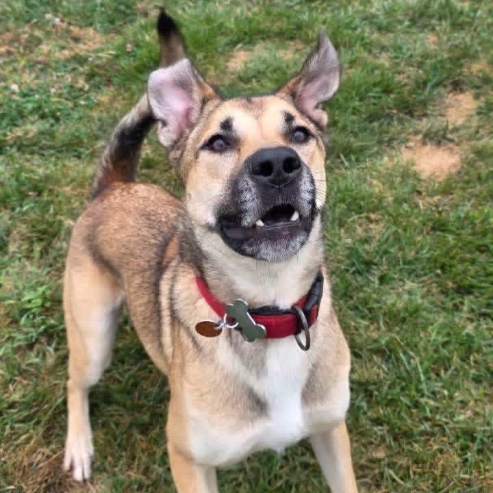 Enlarge Lando, a Adoptable mixed breed in Springfield, MO image 4/6