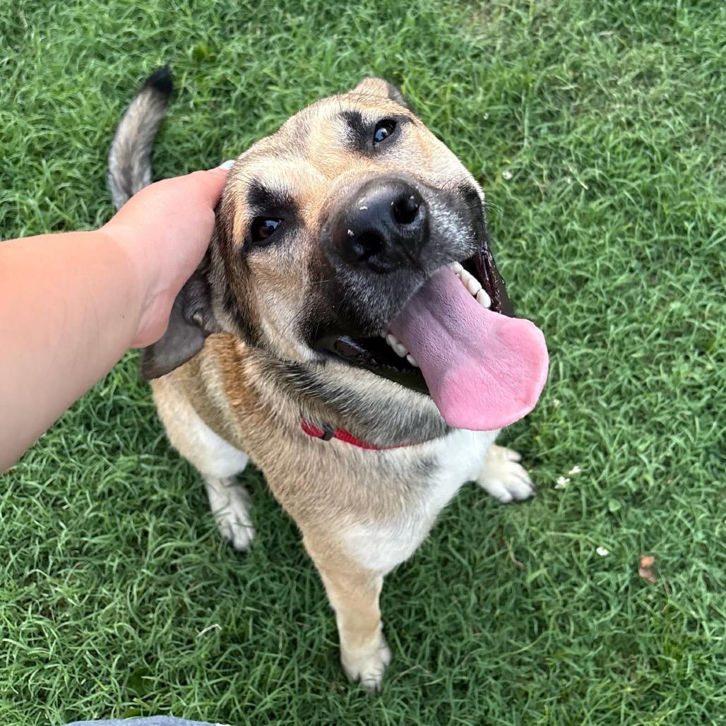 Enlarge Lando, a Adoptable mixed breed in Springfield, MO image 5/6