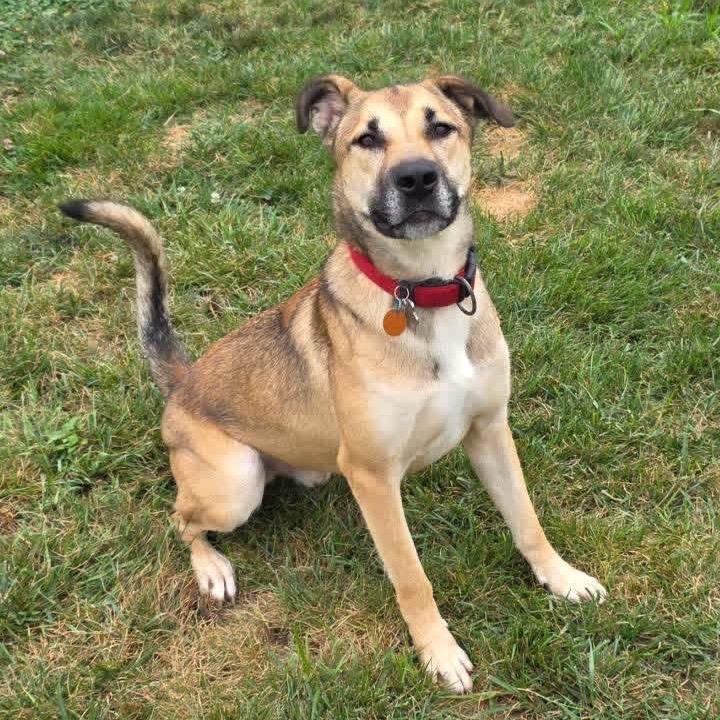 Enlarge Lando, a Adoptable mixed breed in Springfield, MO image 6/6
