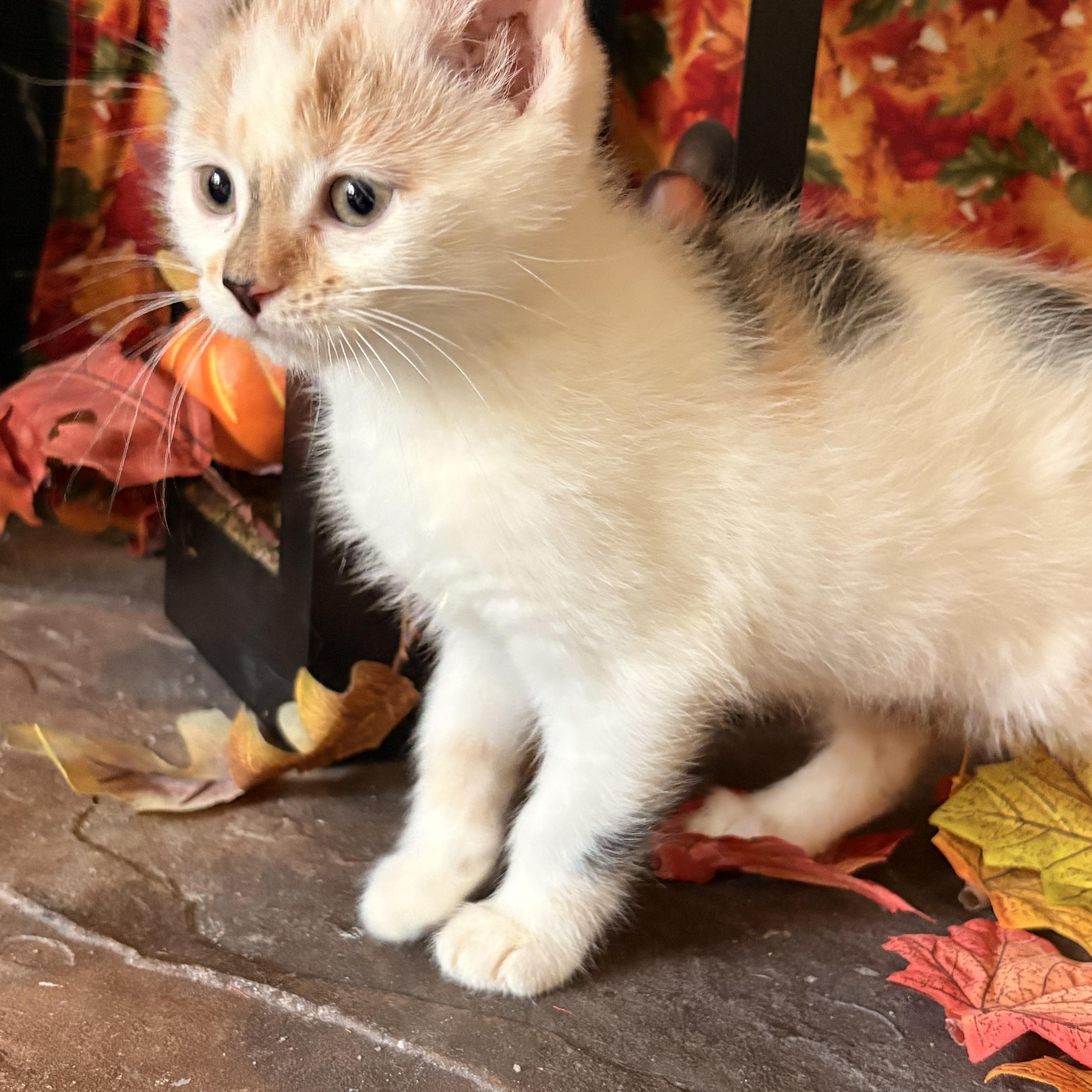 Enlarge Bonnie, an adopted Domestic Short Hair in Huntley, IL image 1/6