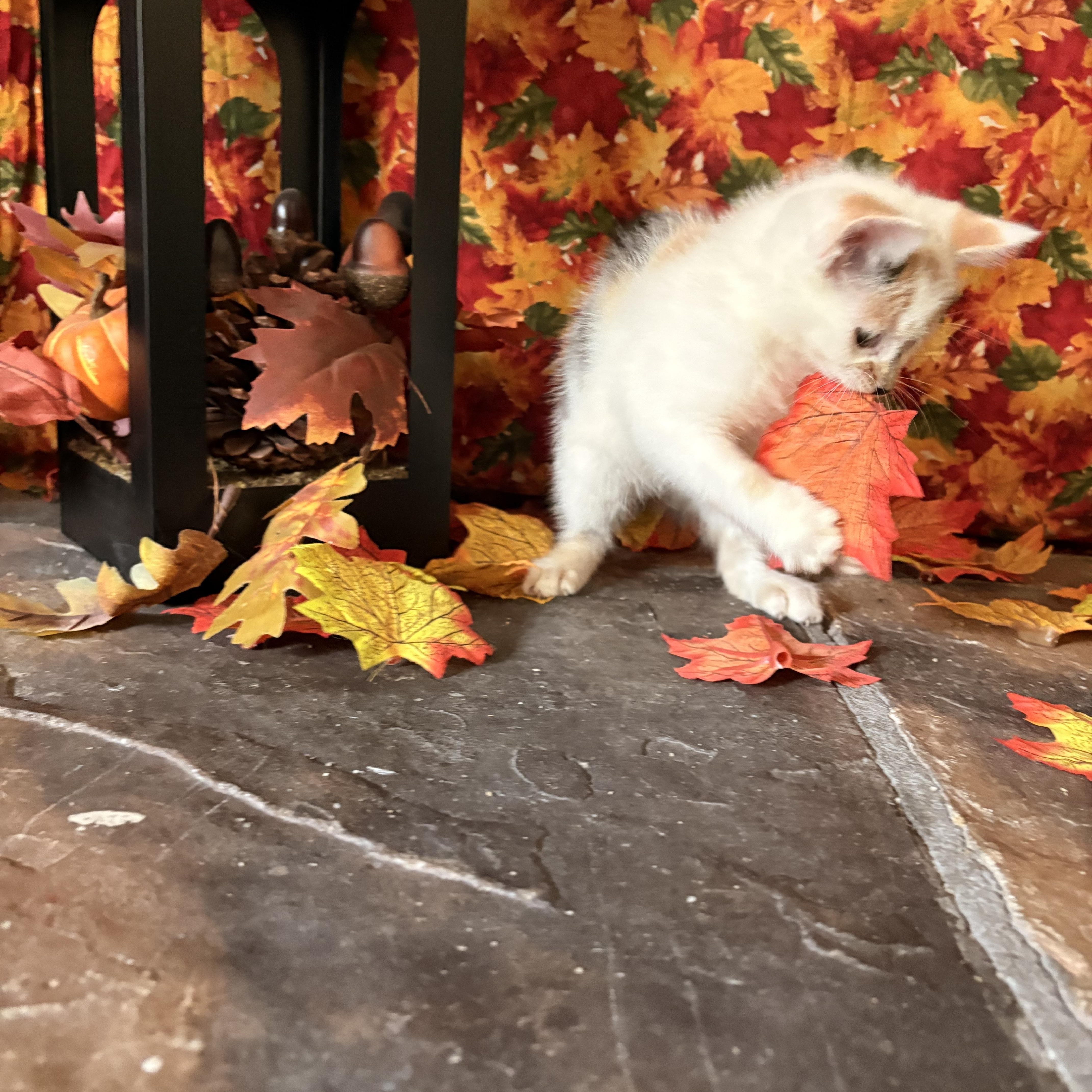 Enlarge Bonnie, an adopted Domestic Short Hair in Huntley, IL image 2/6