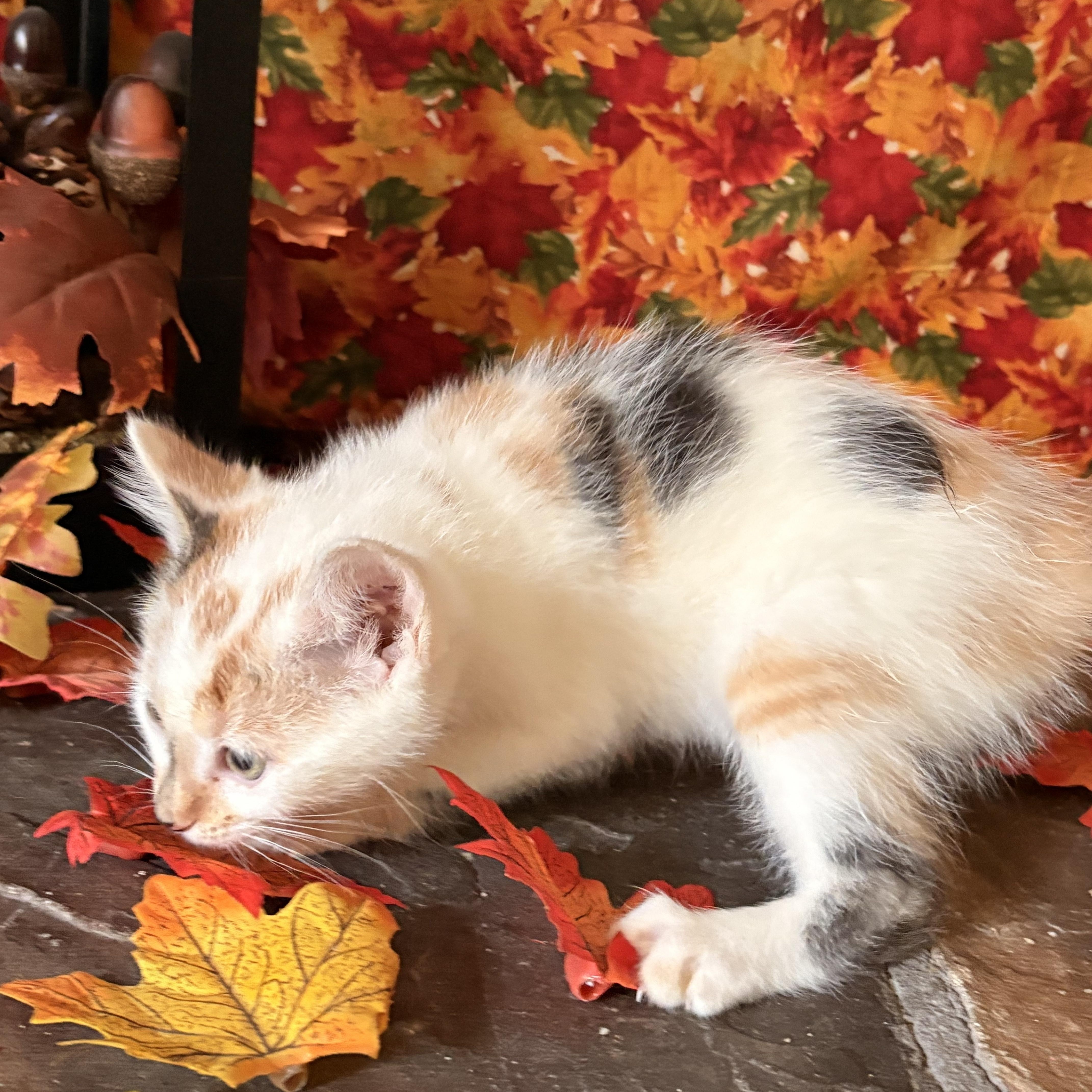 Enlarge Bonnie, an adopted Domestic Short Hair in Huntley, IL image 3/6