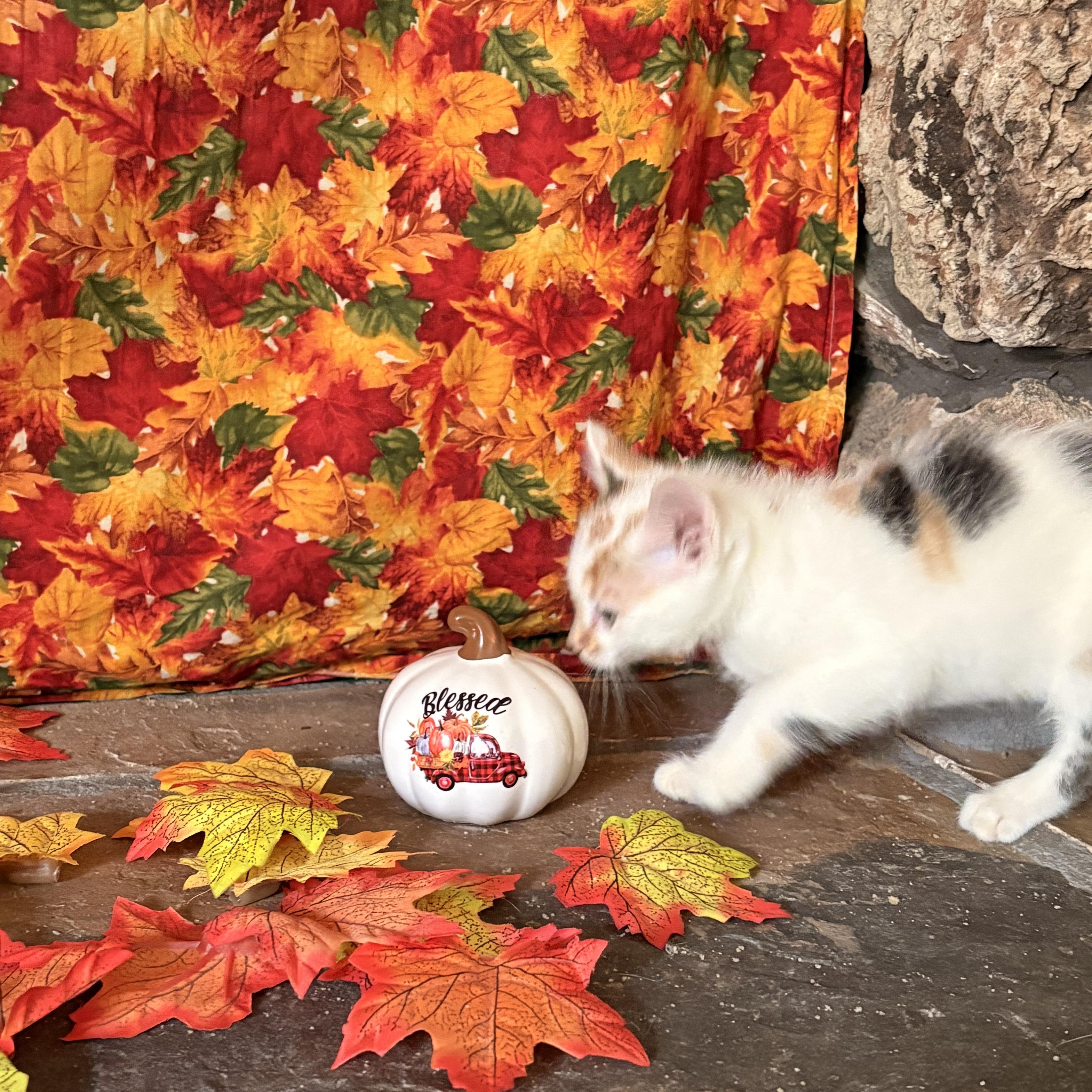 Enlarge Bonnie, an adopted Domestic Short Hair in Huntley, IL image 5/6