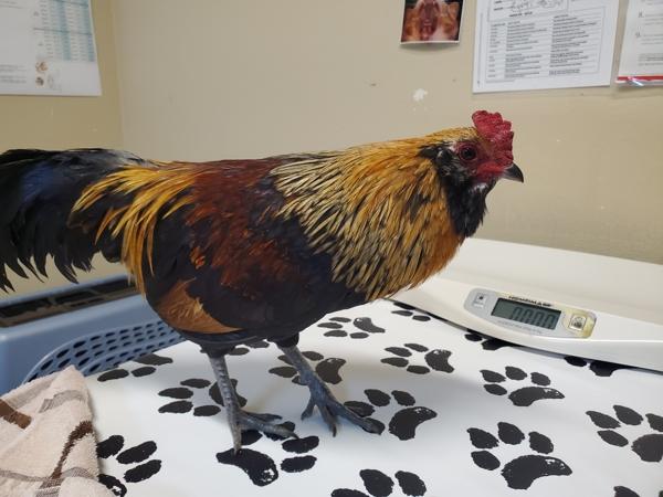 Skyline, Adoptable, Young Male Chicken.