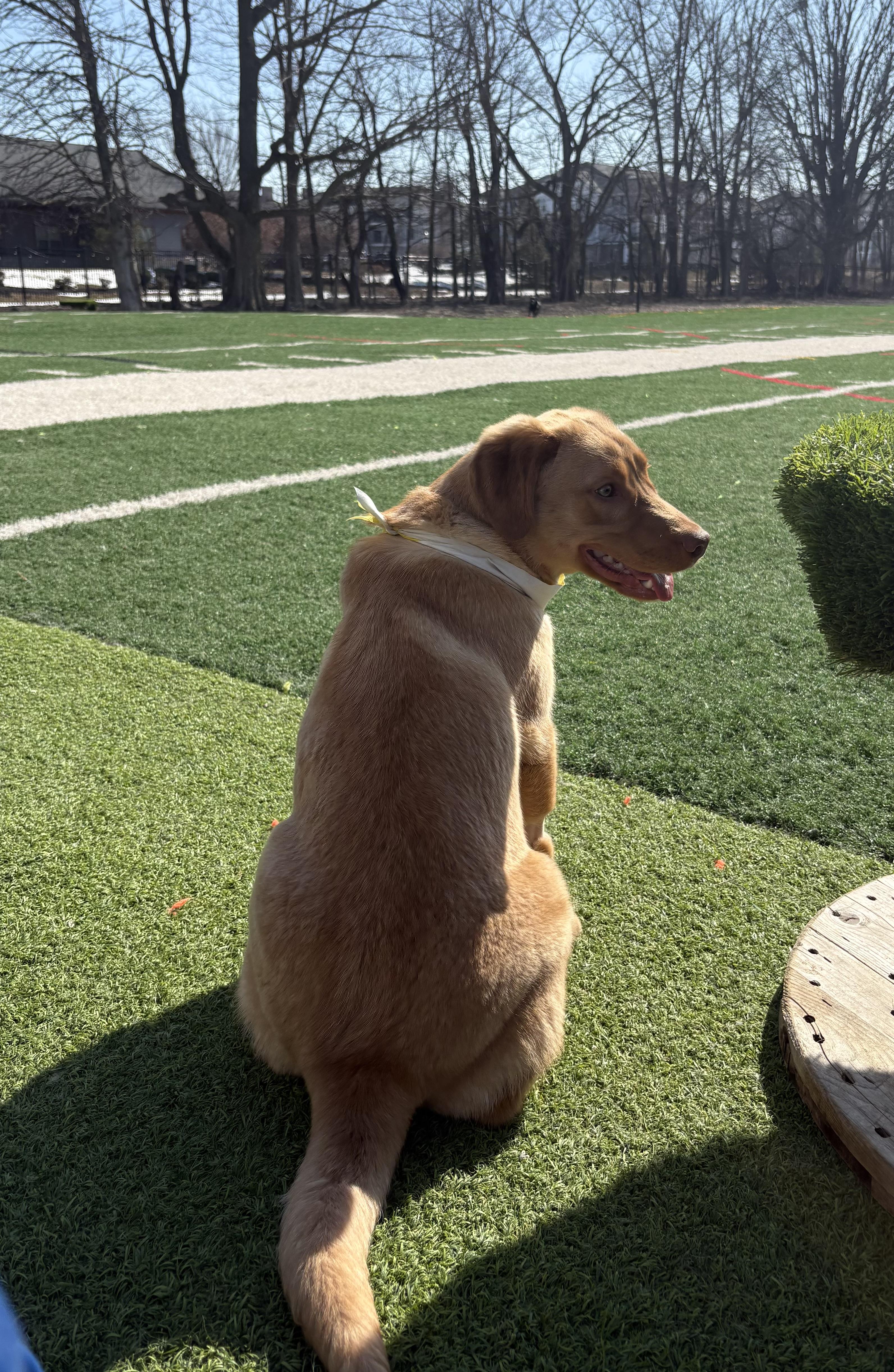 Enlarge Scout, a Adoptable Labrador Retriever in Indianapolis, IN image 5/6
