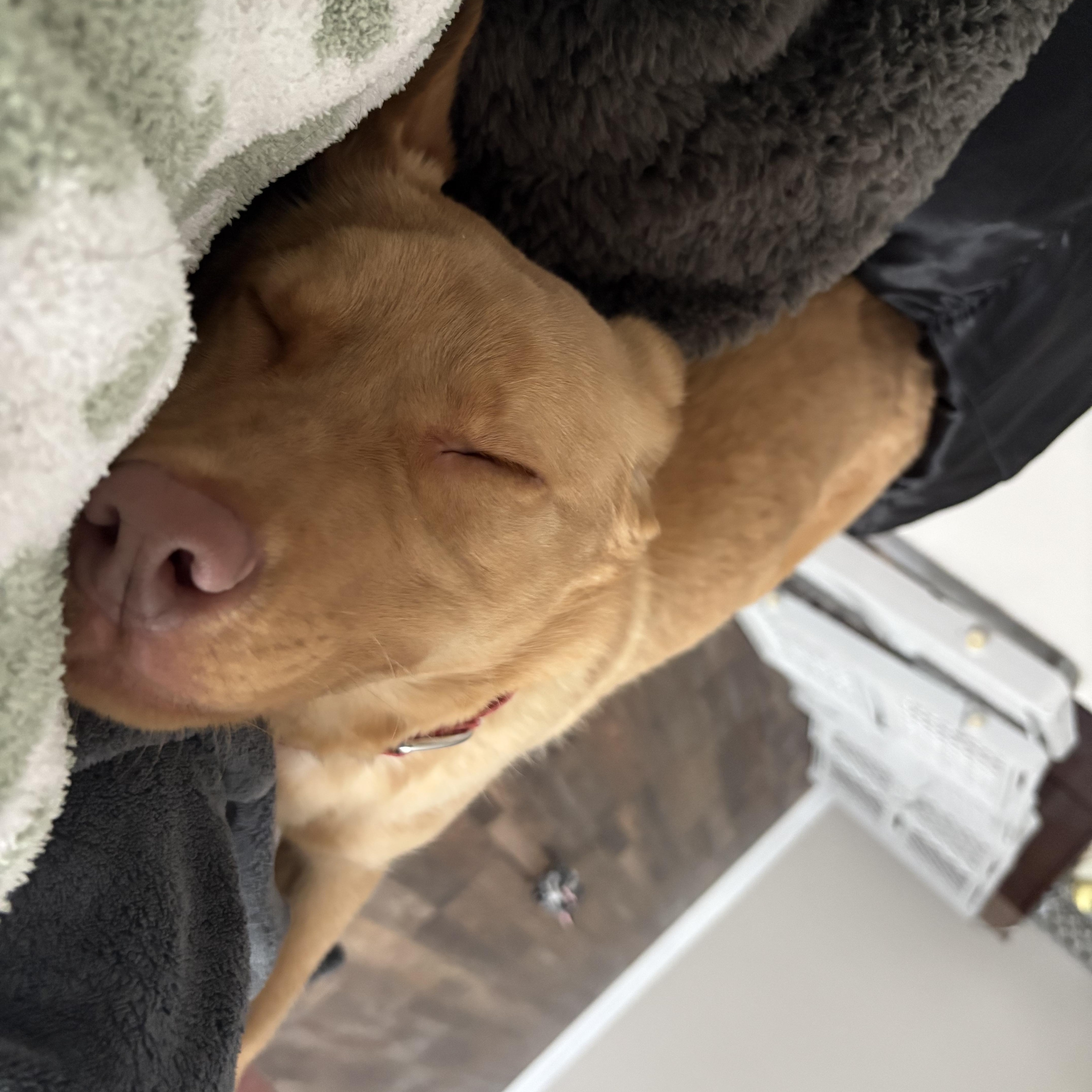 Enlarge Scout, a Adoptable Labrador Retriever in Indianapolis, IN image 3/6