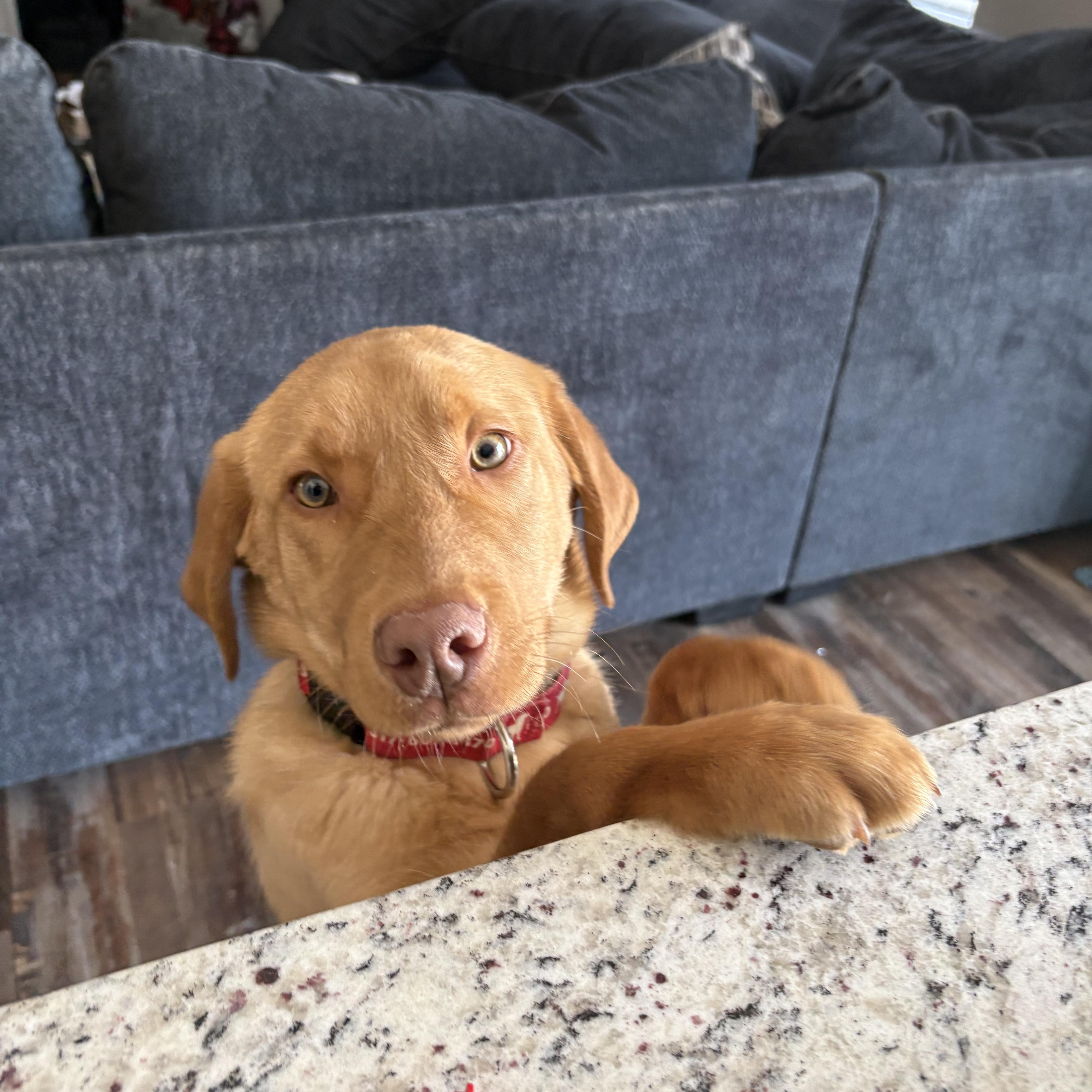 Enlarge Scout, a Adoptable Labrador Retriever in Indianapolis, IN image 1/6