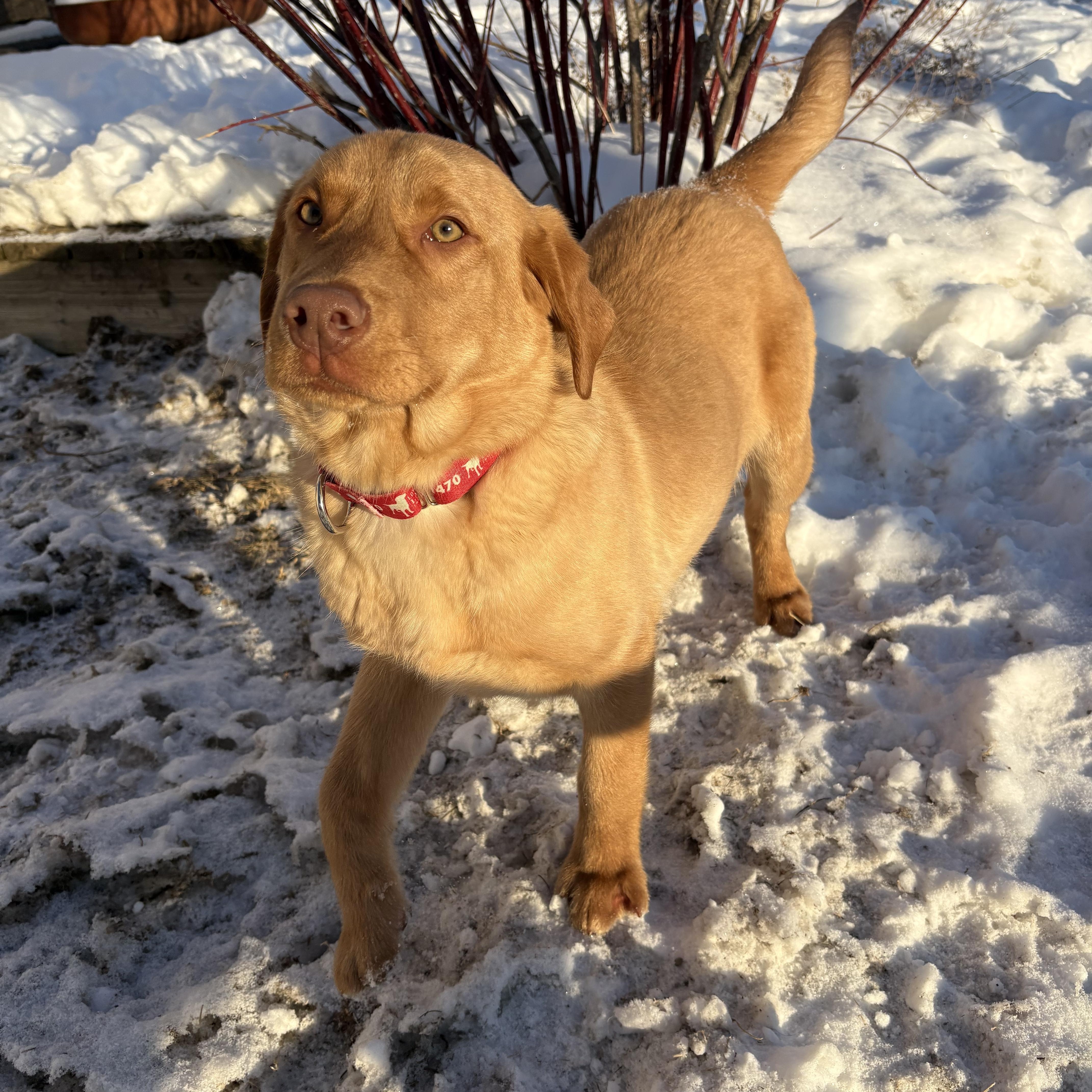 Enlarge Scout, a Adoptable Labrador Retriever in Indianapolis, IN image 4/6