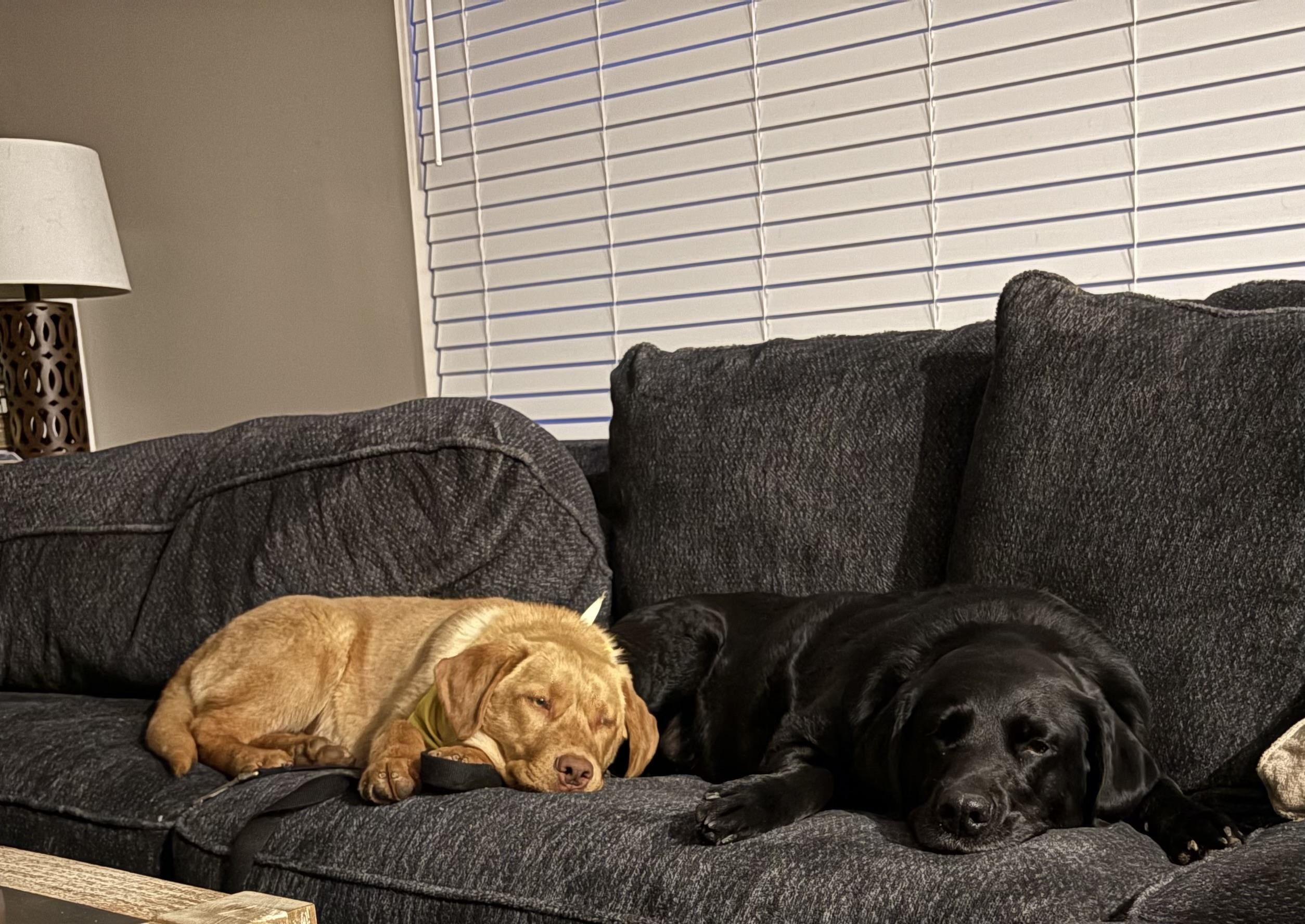 Enlarge Scout, a Adoptable Labrador Retriever in Indianapolis, IN image 6/6