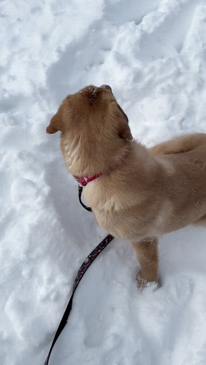Enlarge Scout, a Adoptable Labrador Retriever in Indianapolis, IN video 2/6