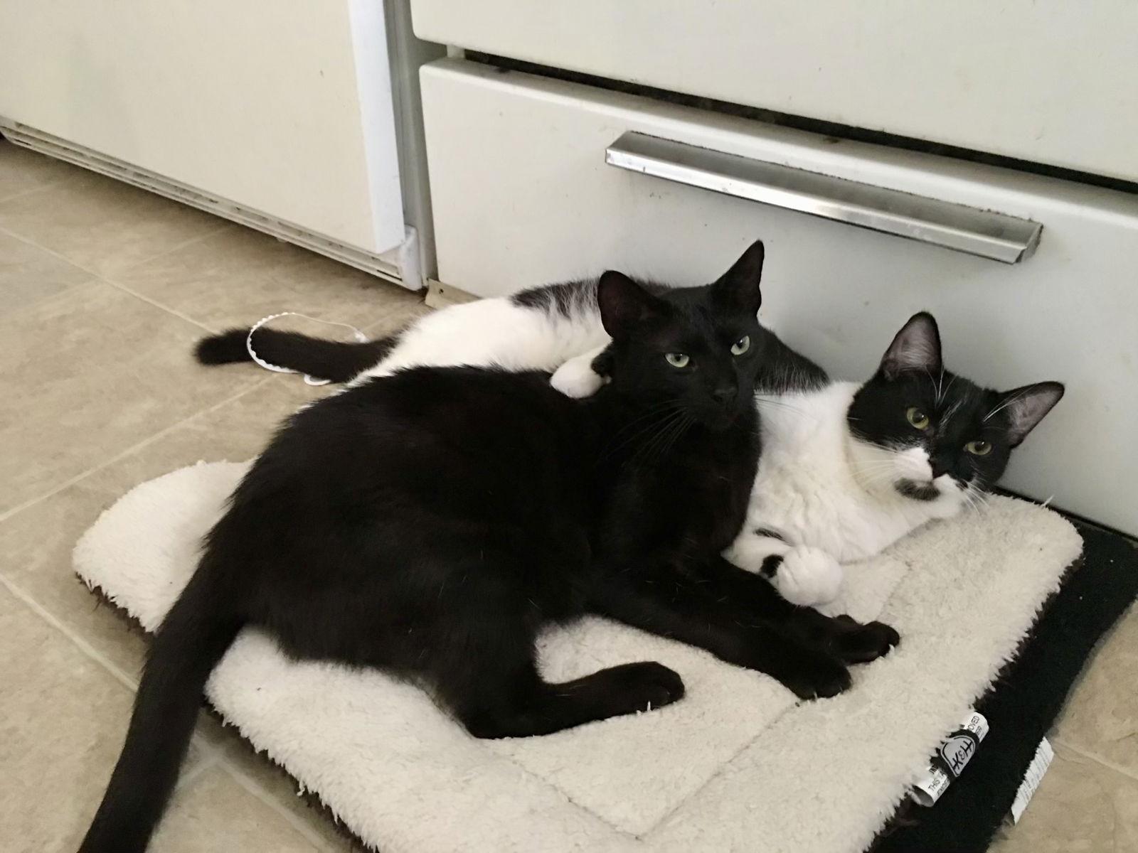 Enlarge Sonny & Cher, a Adoptable Domestic Short Hair in Castro Valley, CA image 1/1