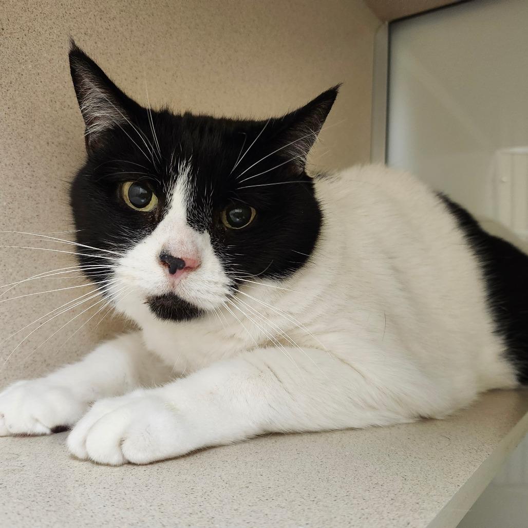 Lovie, Adoptable, Senior Female Domestic Short Hair.