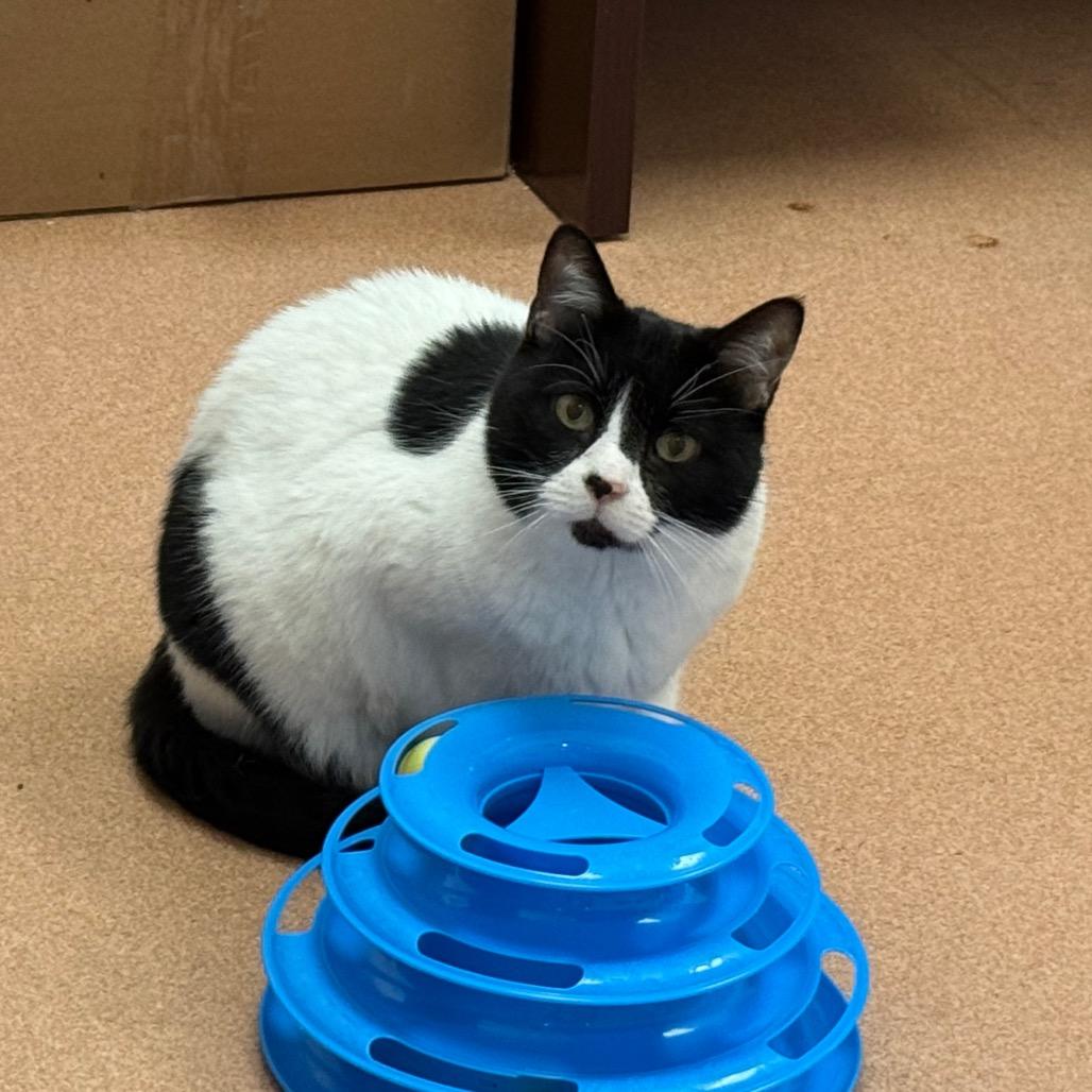 Enlarge Lovie, a Adoptable Domestic Short Hair in Ballston Spa, NY image 2/3