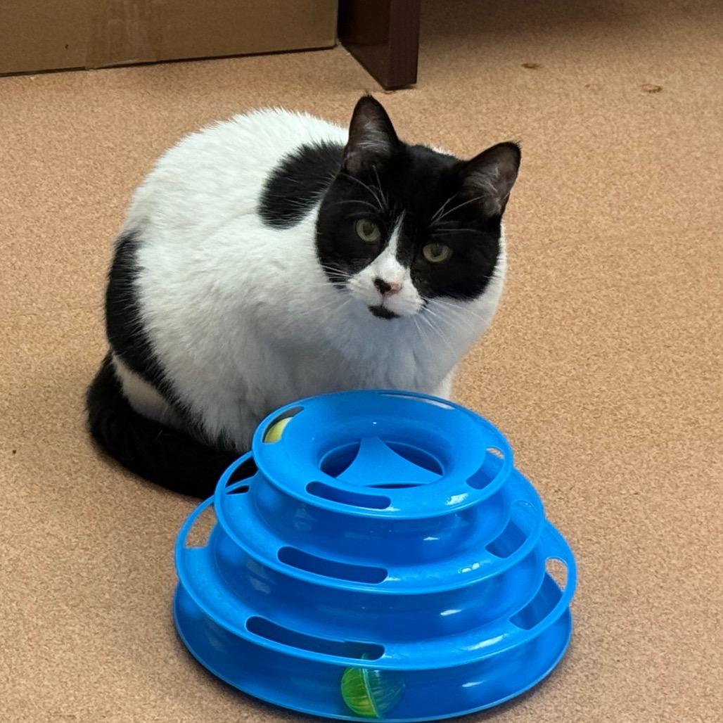 Enlarge Lovie, a Adoptable Domestic Short Hair in Ballston Spa, NY image 3/3
