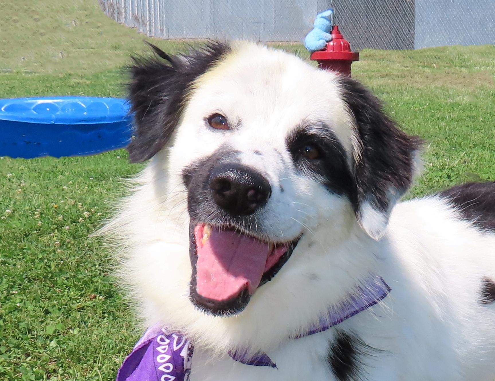 Enlarge Phantom 24C-394C, a ADOPTABLE mixed breed in Rogers, AR image 1/5
