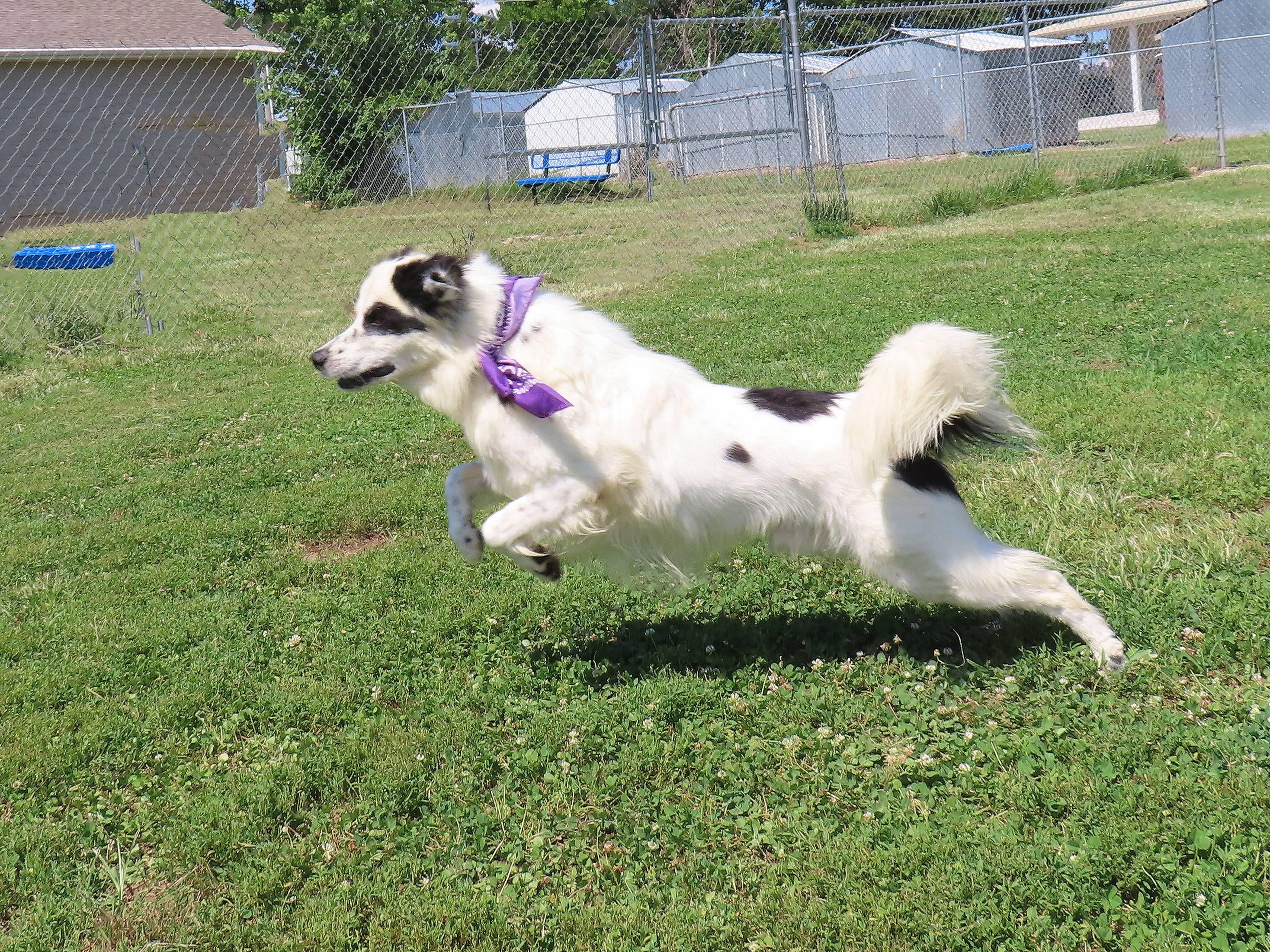 Enlarge Phantom 24C-394C, a ADOPTABLE mixed breed in Rogers, AR image 3/5