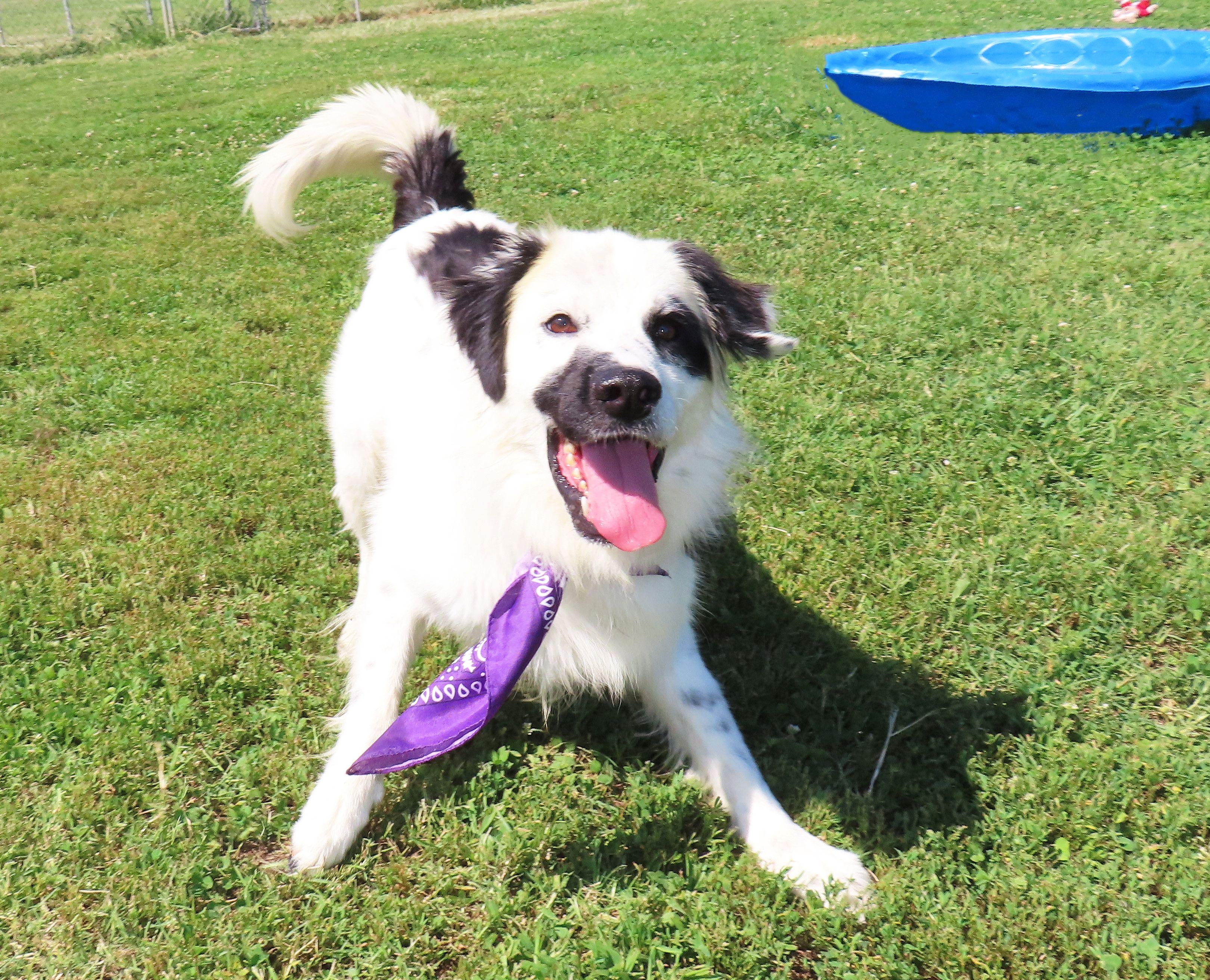 Enlarge Phantom 24C-394C, a ADOPTABLE mixed breed in Rogers, AR image 2/5