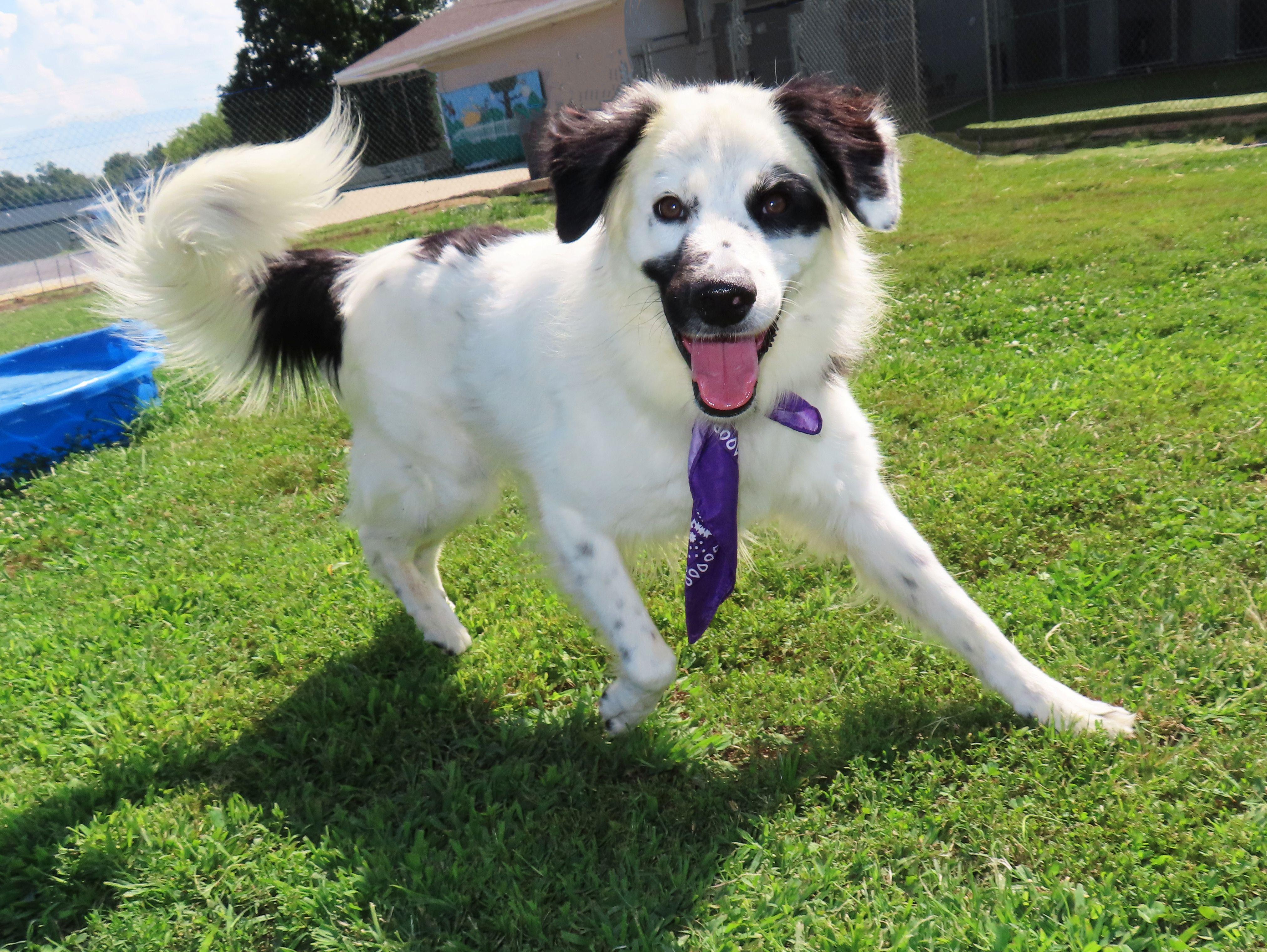 Enlarge Phantom 24C-394C, a ADOPTABLE mixed breed in Rogers, AR image 5/5