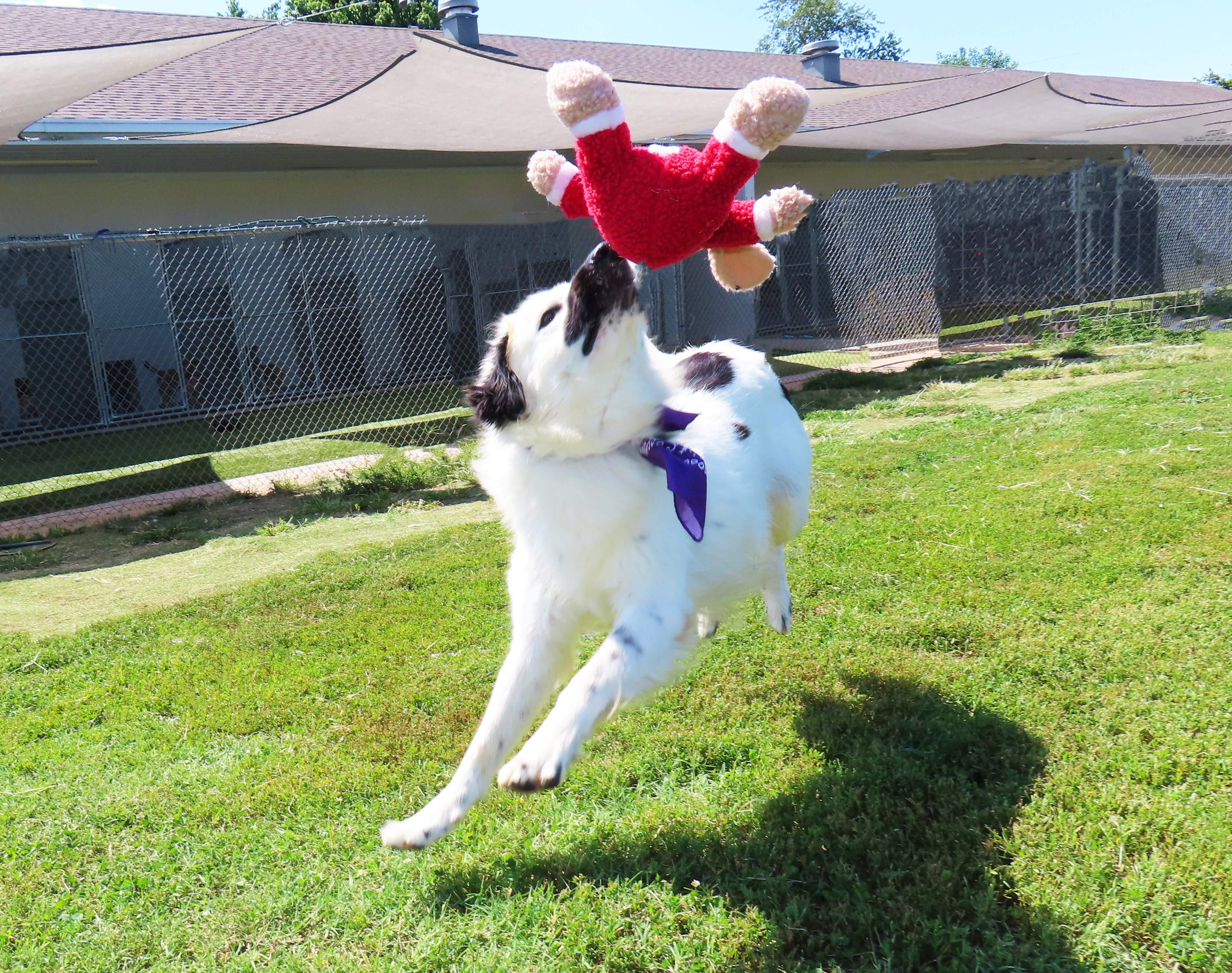 Enlarge Phantom 24C-394C, a ADOPTABLE mixed breed in Rogers, AR image 4/5