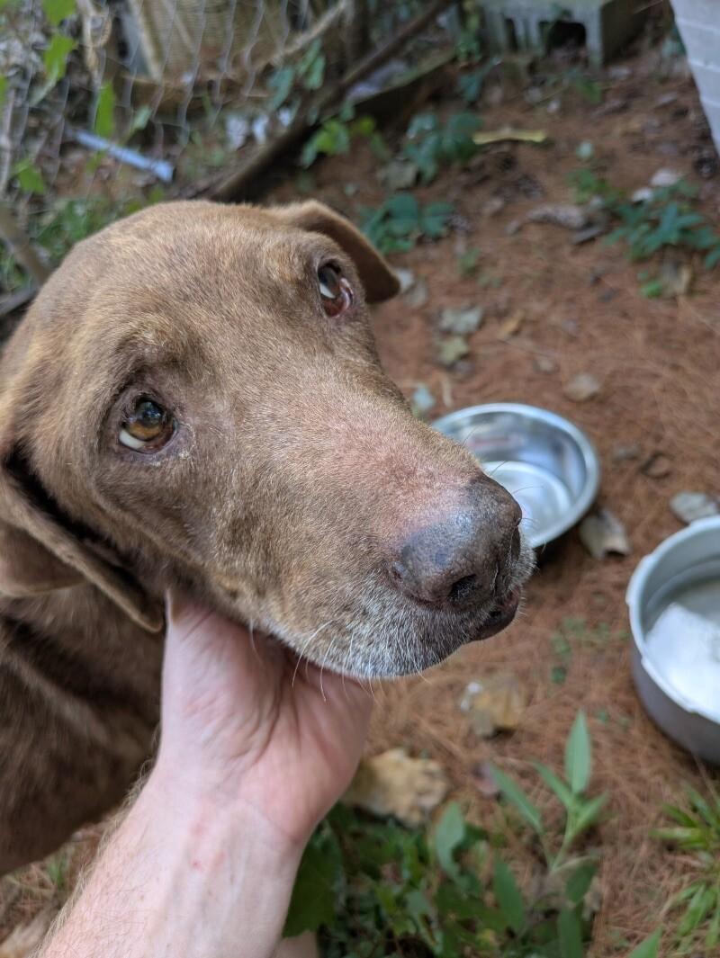 Hazel HW+, a Adoptable Chocolate Labrador Retriever in Chattanooga, TN image 1/2