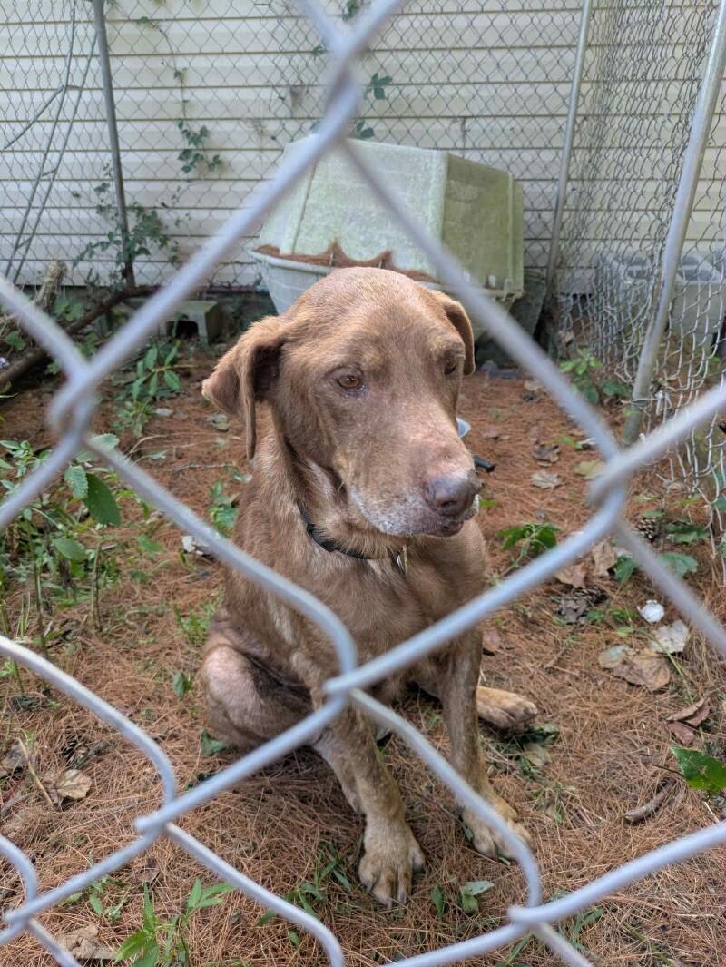 Hazel HW+, a Adoptable Chocolate Labrador Retriever in Chattanooga, TN image 2/2