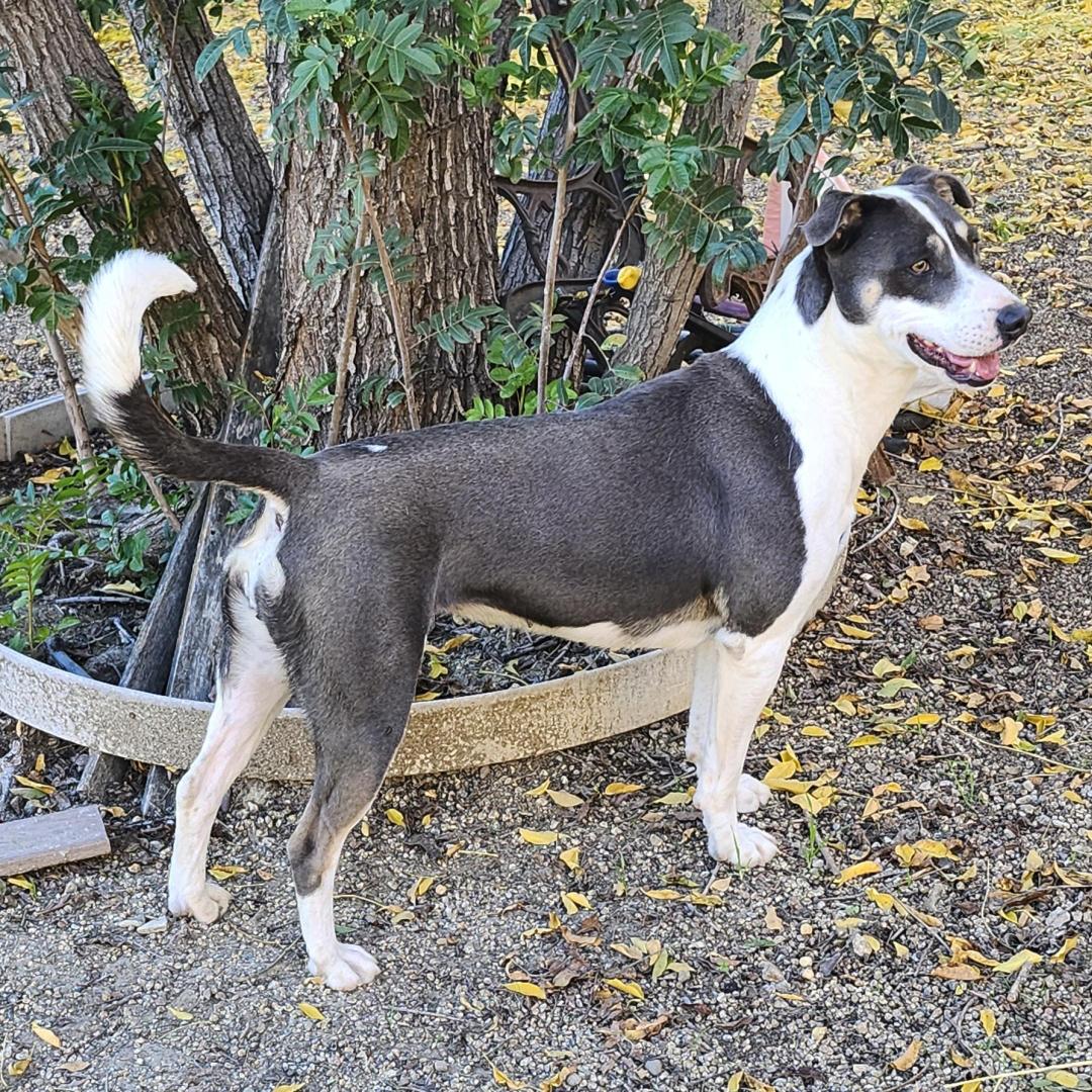 Enlarge Mia, a ADOPTABLE mixed breed in Burbank, CA image 3/5