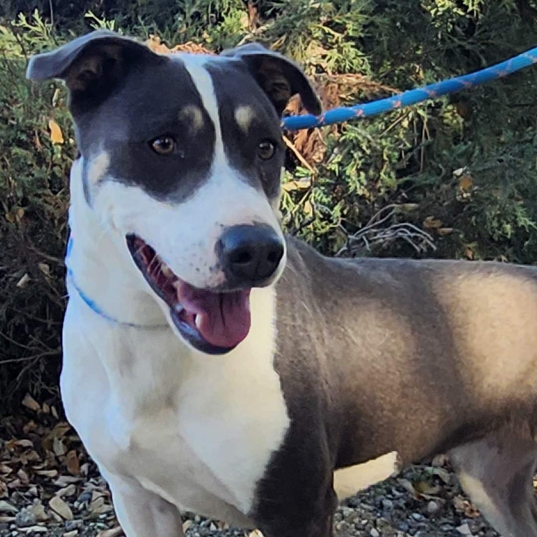 Mia, ADOPTABLE, Adult Female Pit Bull Terrier.