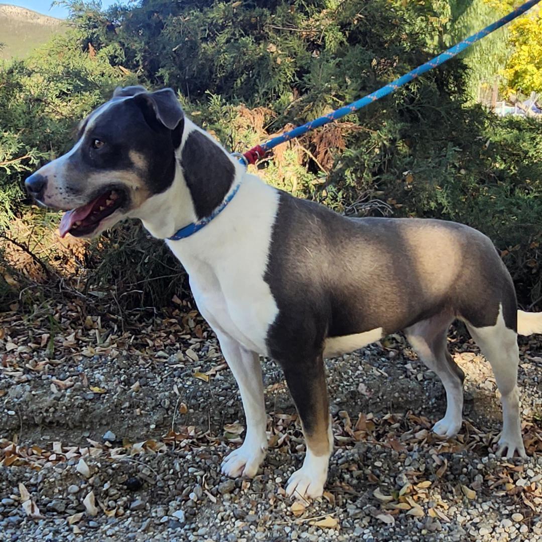 Enlarge Mia, a ADOPTABLE mixed breed in Burbank, CA image 4/5
