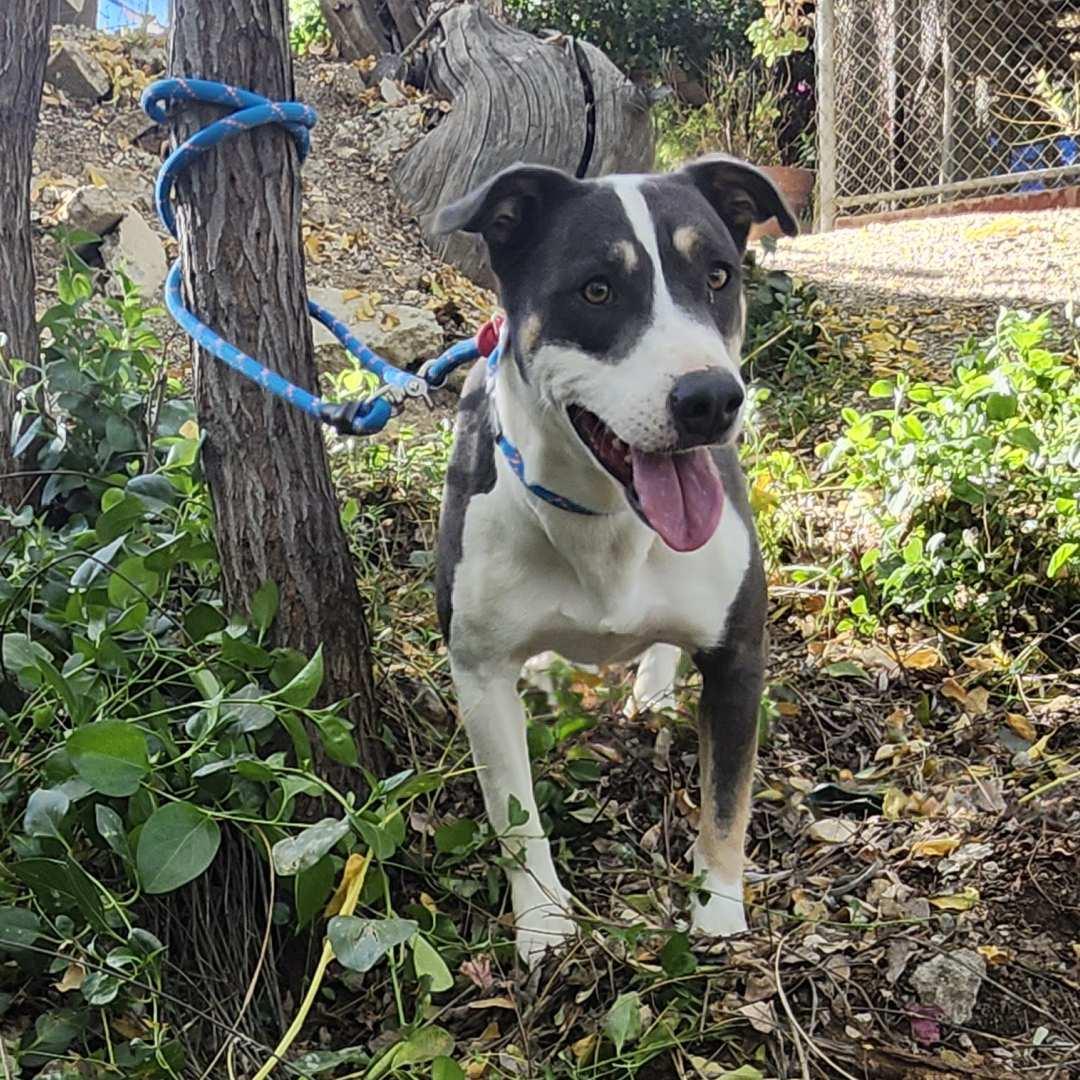 Enlarge Mia, a ADOPTABLE mixed breed in Burbank, CA image 2/5