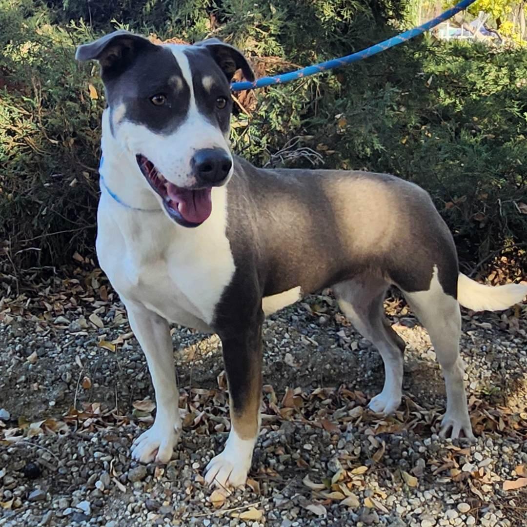 Enlarge Mia, a ADOPTABLE mixed breed in Burbank, CA image 5/5