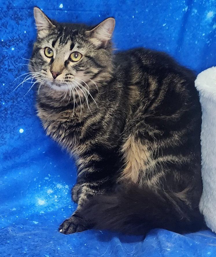 260111 Luka, Adoptable, Adult Male Domestic Medium Hair.