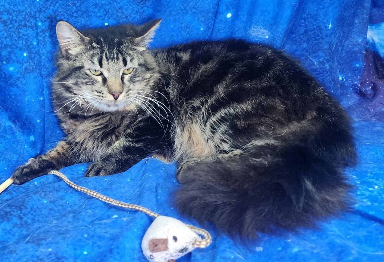 260111 Luka, a Adoptable Domestic Medium Hair in Wetumpka, AL image 2/3