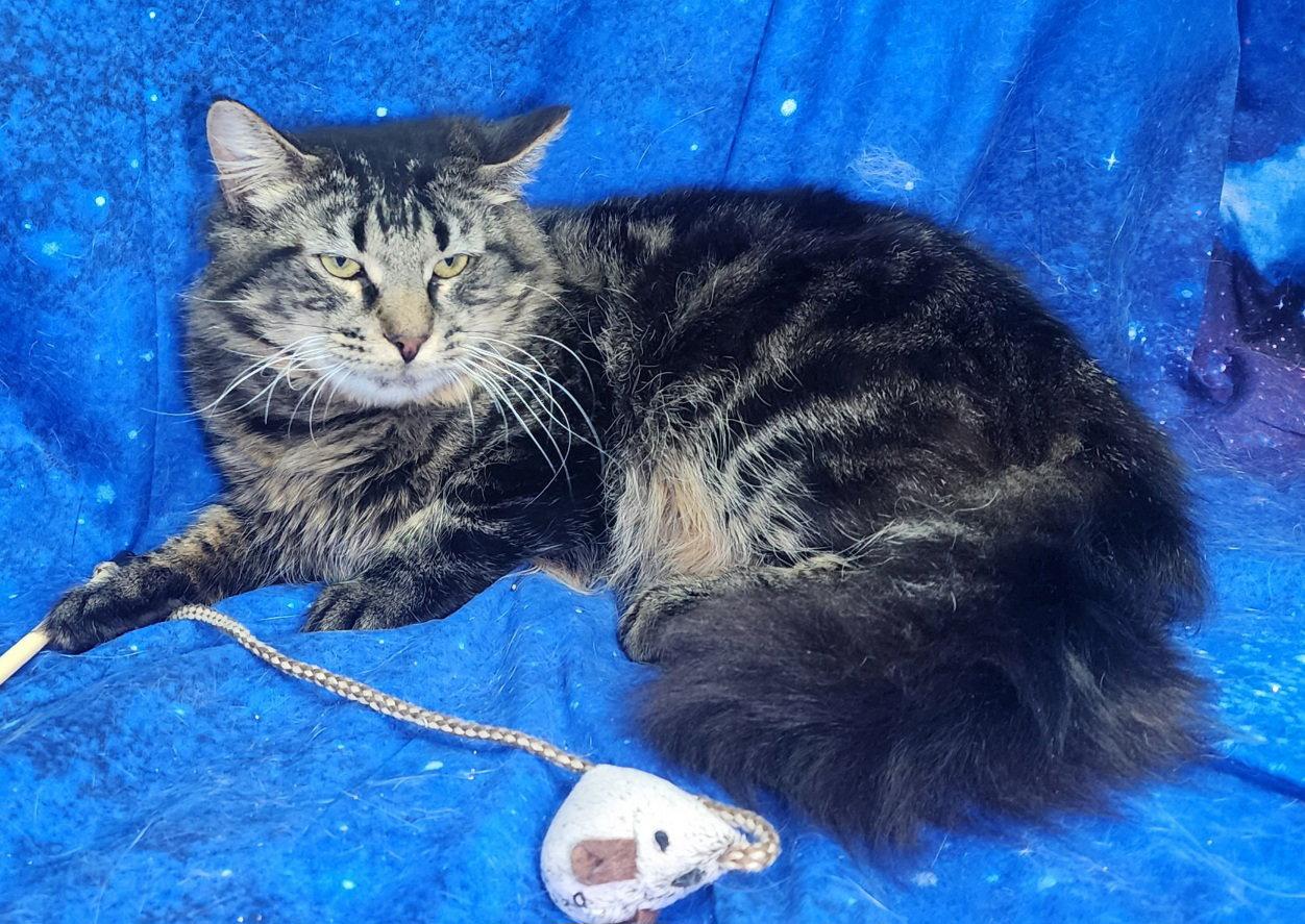260111 Luka, a Adoptable Domestic Medium Hair in Wetumpka, AL image 3/3