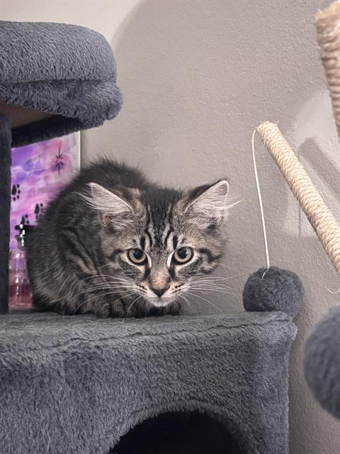 SAFFRON, Adoptable, Young Female Domestic Short Hair.