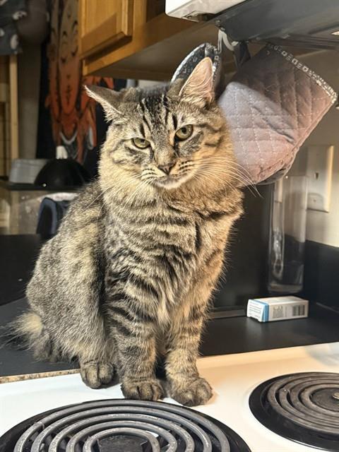 Enlarge SAFFRON, a Adoptable Domestic Short Hair in Fort Walton Beach, FL image 1/2