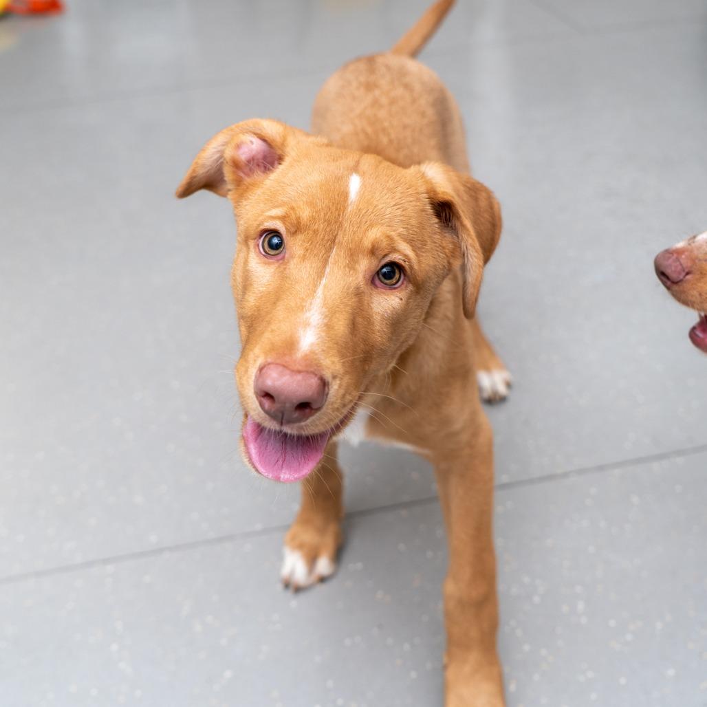 Kenny, Adoptable, Puppy Male Australian Shepherd & Labrador Retriever.