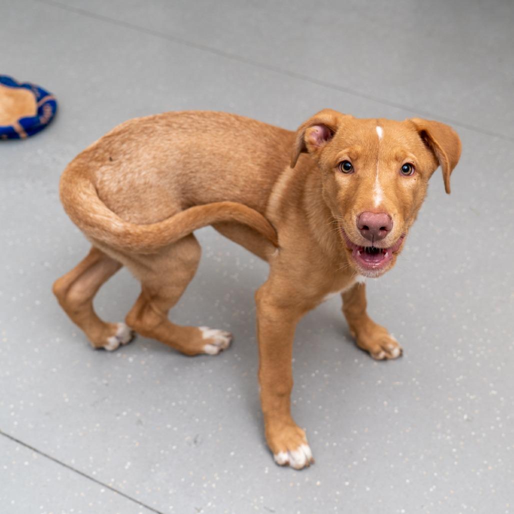 Enlarge Kenny, a Adoptable mixed breed in New York, NY image 2/2