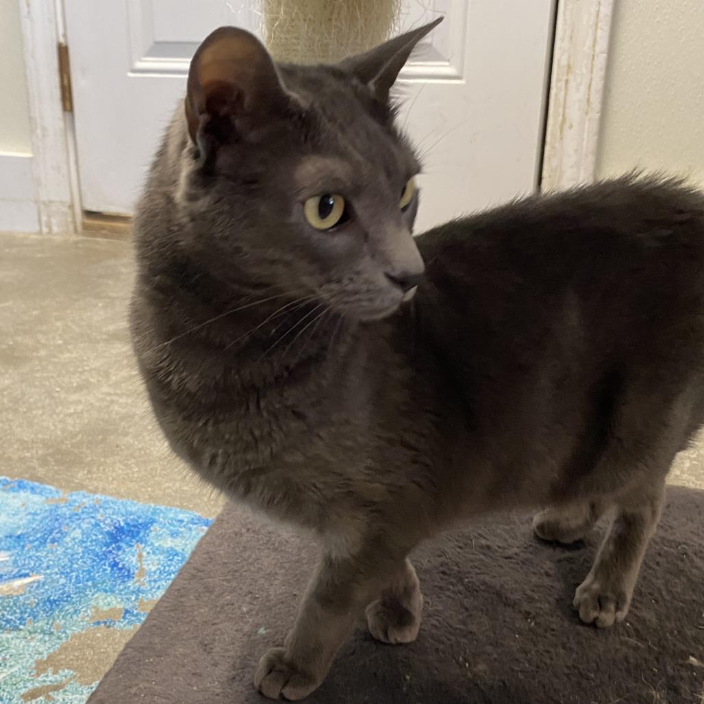 Mouse, a Adoptable Domestic Short Hair in Fletcher, NC image 1/4