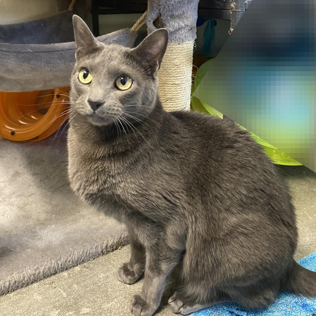 Mouse, a Adoptable Domestic Short Hair in Fletcher, NC image 2/4