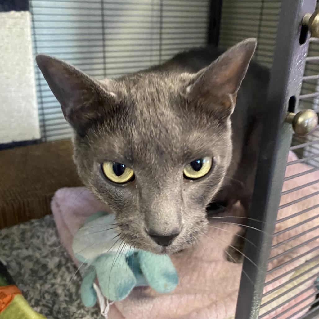 Mouse, a Adoptable Domestic Short Hair in Fletcher, NC image 3/4